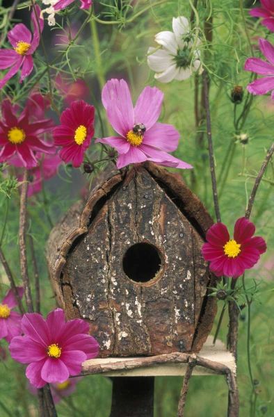 PA, Birdhouse among cosmos flowers with bee